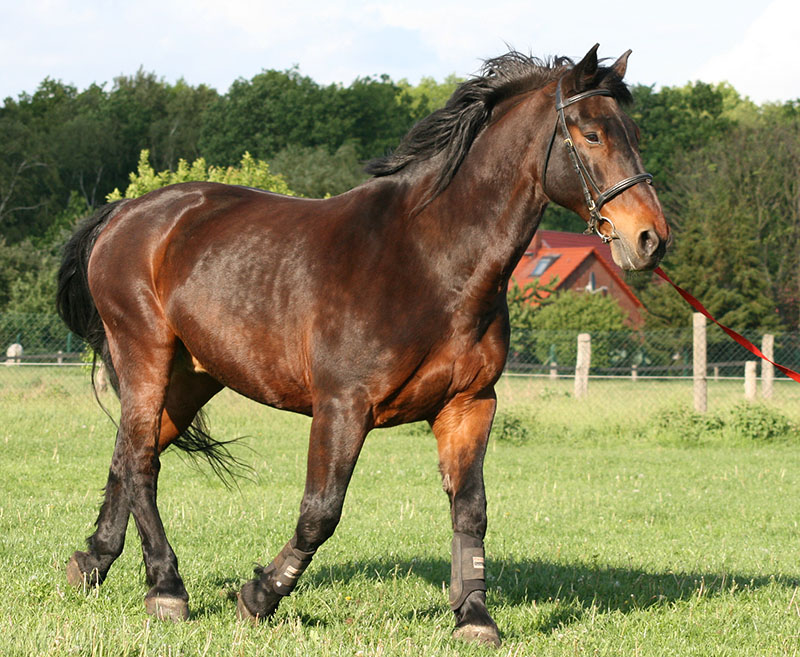 A Latvian horse trotting through the grass.