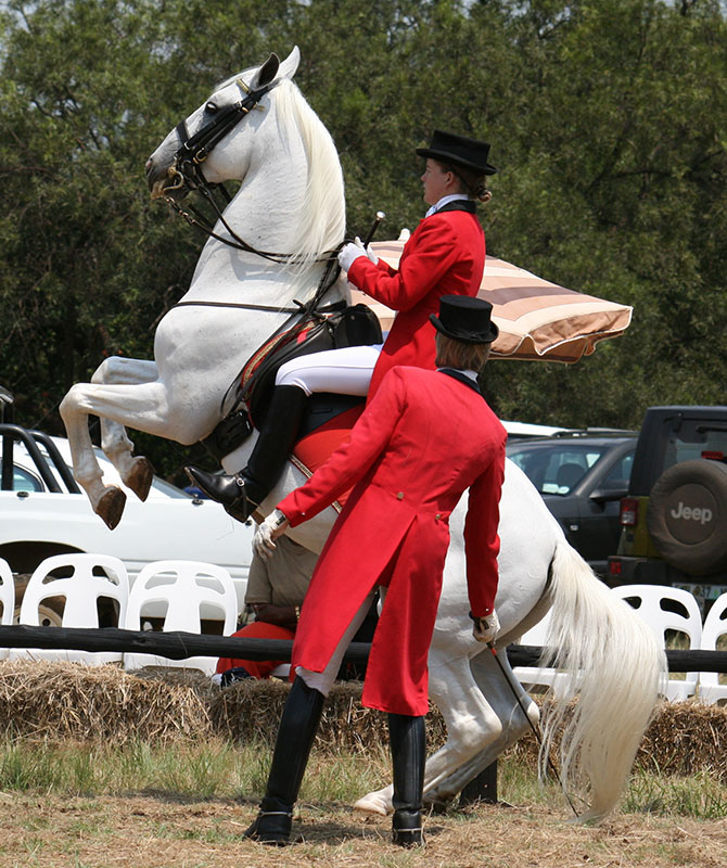 A white Lipizzan horse performing by rearing up on the back legs with rider. 