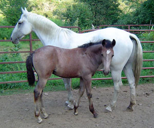 A Lipizzan mare and foal standing in a pen.