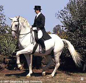 A man riding a Lipizzan horse.