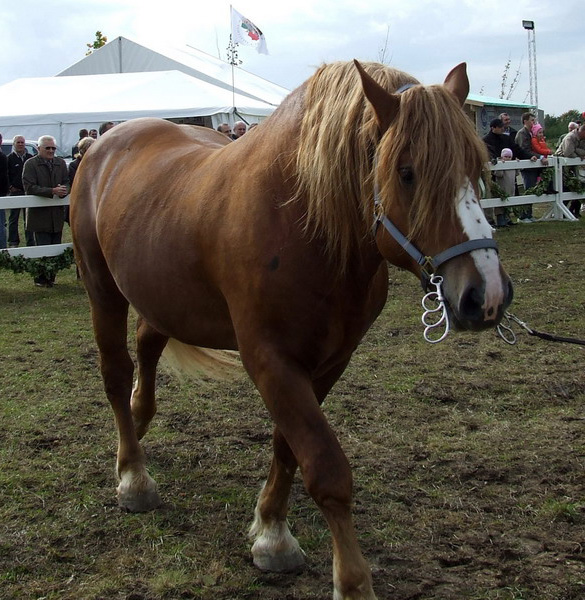 A Lithuanian Heavy Draft horse being walked in a pen.