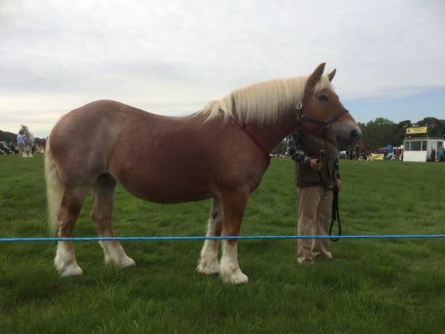 A Lithuanian Heavy Draft horse standing in the grass.