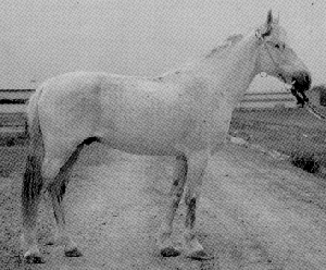 A Lokai horse standing in a bridle.