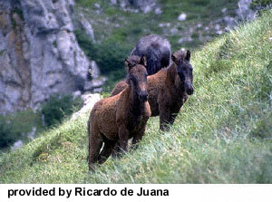 Two Losino horses standing on a hill provided by Ricardo de Juana.