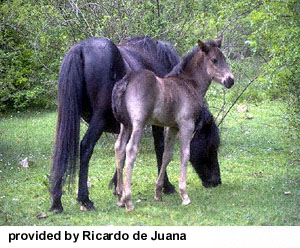 A Losino mare and foal grazing provided by Ricardo de Juana.