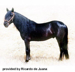 A black Losino horse standing in the grass provided by Ricardo de Juana.
