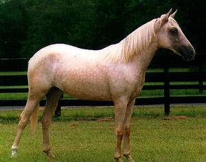 A light colored Mangalarga horse standing in the grass.