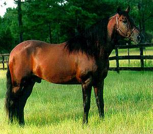 A bay Mangalarga horse standing in a field of grass.