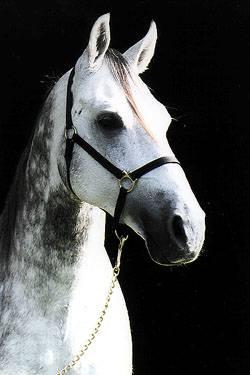 A close-up of the head of a Mangalarga horse. 