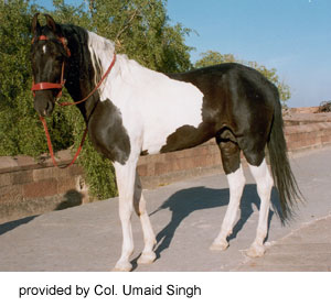 A black and white Marwari horse provided by Col. Unmaid Singh.