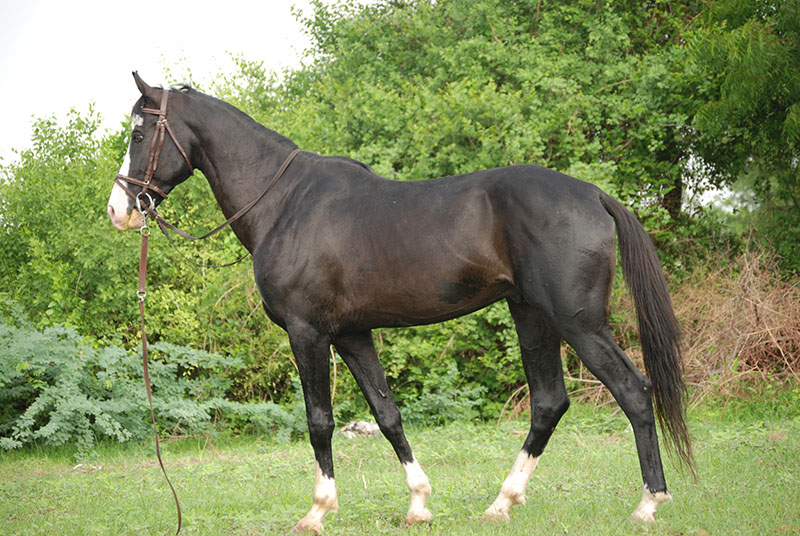 A Marwari horse standing in the grass.
