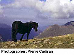 A Mérens pony standing in the mountains photographed by Pierre Cadiran.