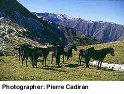 A herd of Mérens ponies photographed by Pierre Cadiran.