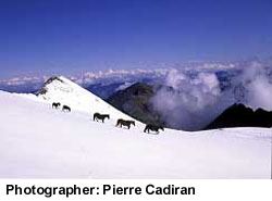 Mérens ponies walking through the snow on the side of a mountain photographed by Pierre Cadiran.