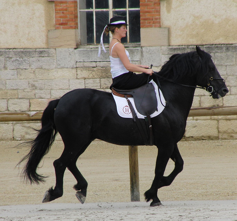 A Mérens pony being ridden side saddle.