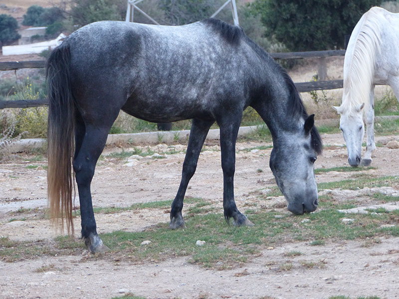 A Messara horse eating grass. 