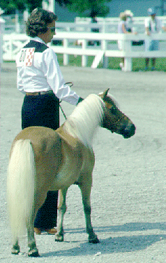 A woman with a Miniature horse standing in a show.