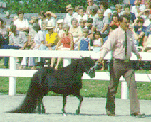 A black Miniature horse being led by a man competing in a show.