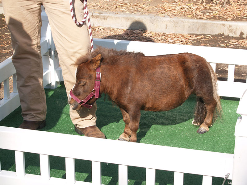 A Miniature horse with a halter and lead rope being held in a small pen. 
