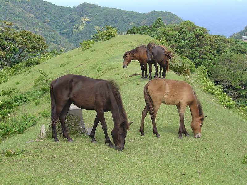 Misaki horses eating grass on top of a hill.