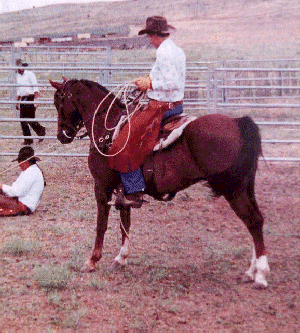 A person roping off of a Missouri Fox Trotting horse.