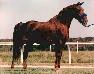 A Missouri Fox Trotting horse standing in the grass.