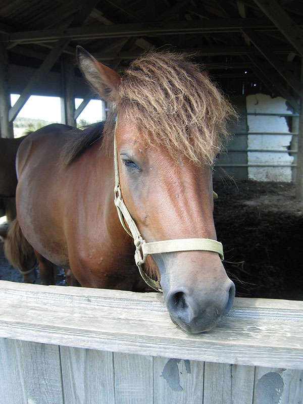 A Miyako horse resting its nose on the edge of a stall door. 