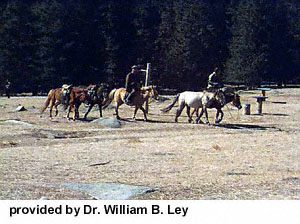 A group of Mongolian horses and riders riding the land provided by Dr. William B. Ley.