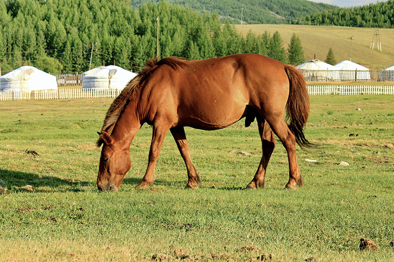A Mongolian horse eating grass. 