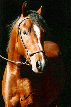 Headshot of bay Morab horse. 