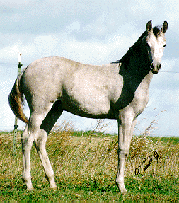 A young Morab horse standing in the grass.