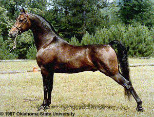 A Morgan horse standing squared up in a field.
