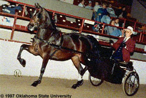 A Morgan horse pulling a carriage.