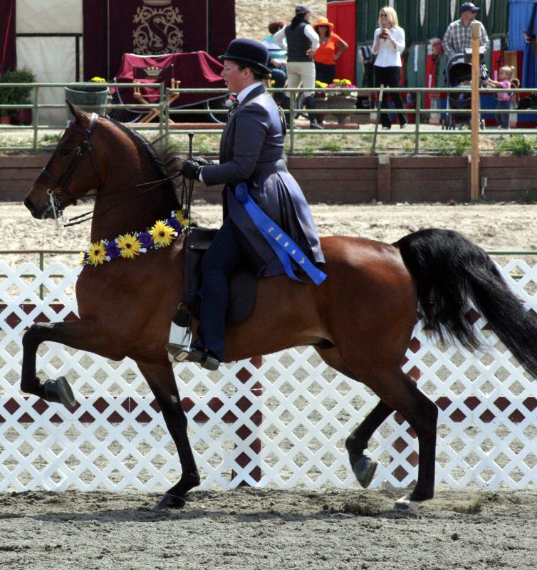 A Morgan horse and rider competing in a show.