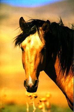 Headshot of Moyle horse. 