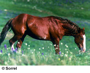 A Mustang horse walking in green grass and wildflowers.