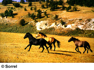 Three Mustang horses running through a field.