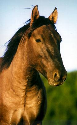 Headshot of Mustang horse. 