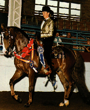 A National Show horse and rider in an arena with show ribbons on.