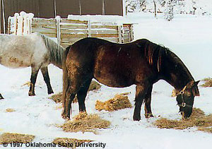 Newfoundland ponies in the snow.