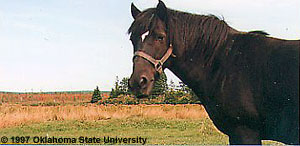 A close-up of a Newfoundland pony in a pasture.