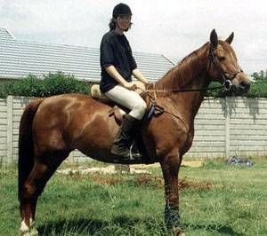 A person riding a Nooitgedacht pony. 