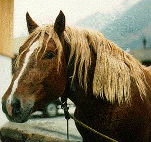 A close-up of a Noric horse. 