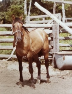North American Colonial Spanish horse standing in a dirt corral with a rope halter, wooden fence and water trough in the background.