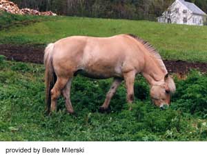 A Norwegian Fjord horse grazing provided by Beate Milerski.