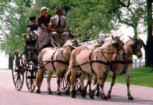 A team of Norwegian Fjord horses pulling a carriage.