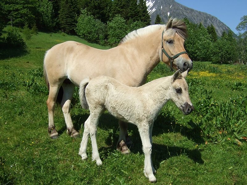 A Norwegian Fjord horse and her foal in green pasture. 