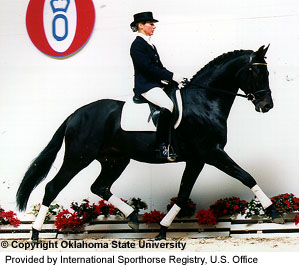 A woman riding an Oldenburg horse in a show provided by International Sporthorse Registry, U.S. Office.