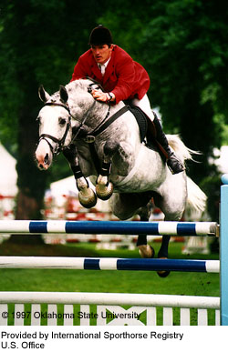 An Oldenburg horse being ridden over a jump provided by International Sporthorse Registry, U.S. Office.