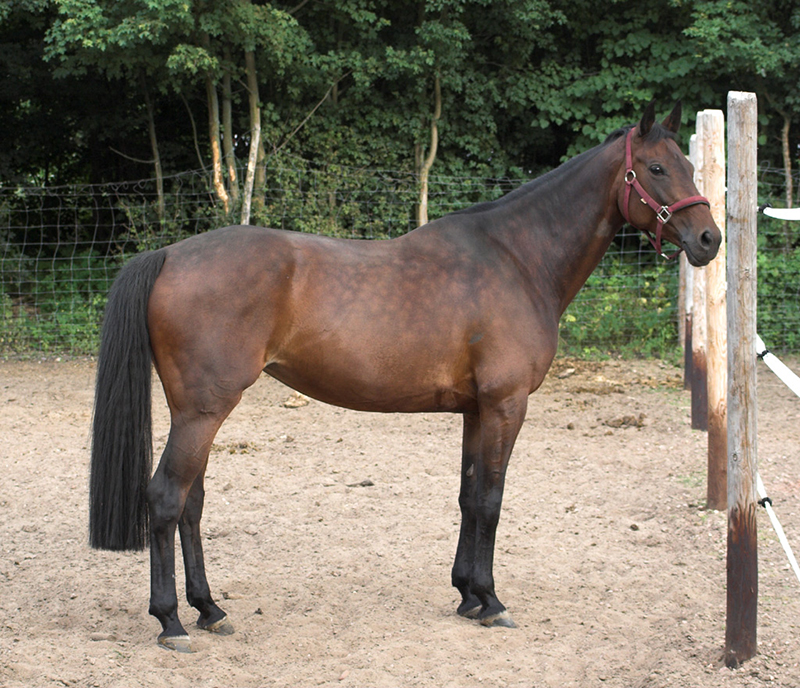 An Oldenburg horse standing in a pen.